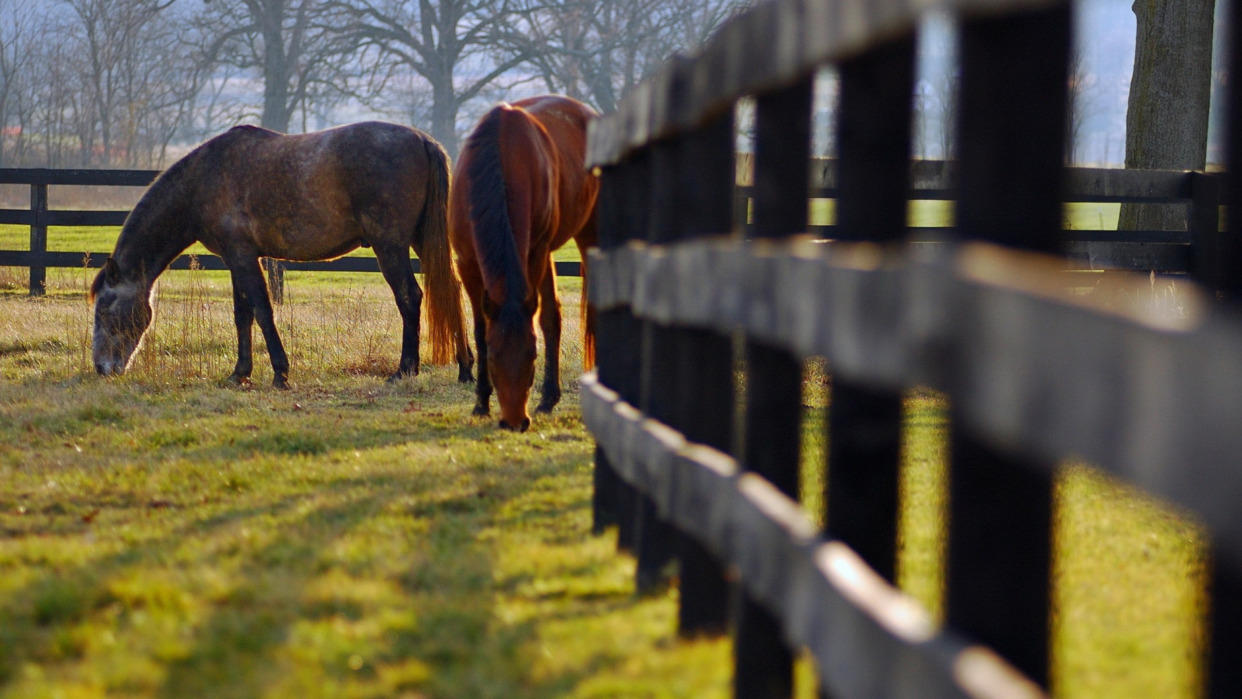 Horses in paddock